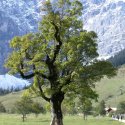 Hier ist ein Ahorn auf dem Wamberg mit 2,3 m Durchmesser und ein Ahorn im &ldquo;Gro&szlig;en Ahornboden&rdquo;, am Ende des Risstales zu sehen.